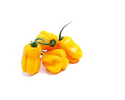 YELLOW PAPER